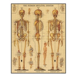 Cavallini & Co. Skeletal System 1000 Piece Puzzle